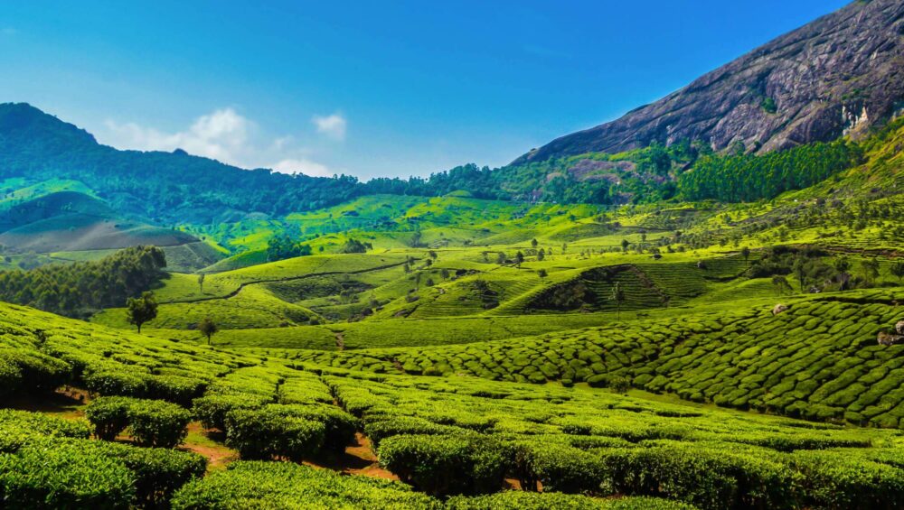 Best Resorts in Munnar - Munnar Kerala